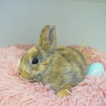 dwergkonijn 030426 1.JPG