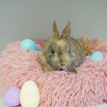 dwergkonijn 030426 2.JPG