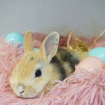 dwergkonijn 030426 3.JPG