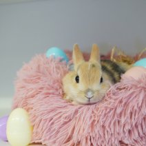 dwergkonijn 030426 4.JPG