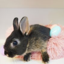 dwergkonijn 030426 5.JPG