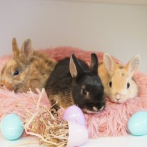 dwergkonijn 030426 6.JPG