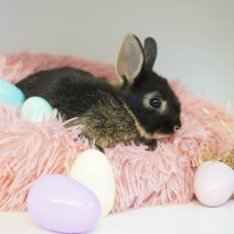 dwergkonijn 030426 7.JPG