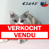 Britse Korthaar 091025 F(CZ9117) 180326.verkocht-vendu.png