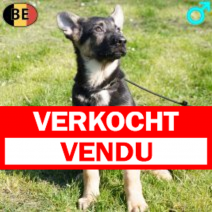 Duitse Herder 281225 M(BE6042) 210326.verkocht-vendu.png
