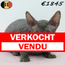 Cornish Rex 180126 F(BE6164) 180326.verkocht-vendu.png