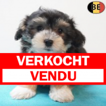 Havanezer 310126 M(BE0995) 010426.verkocht-vendu.png