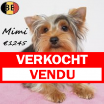 Yorkshire Terrier Mimi 141025 F(BE3780) 030426.verkocht-vendu.png