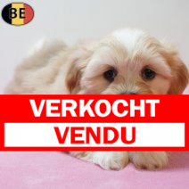 Lhasa Apso 270126 F(BE6015) 250326.verkocht-vendu.png