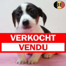 Jack Russell 280126 F(BE5986) 250326.verkocht-vendu.png