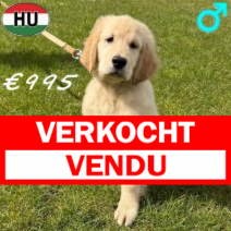 Golden Retriever 111125 M(HU8667) 310326.verkocht-vendu.png