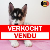 Husky 270126 F(BE6095) 010426 verkocht - vendu.jpg