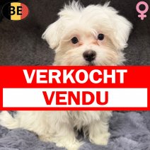 Maltezer 231225 F(BE6124) 310326 verkocht - vendu.jpg