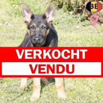 Duitse Herder 281225 F(BE6022) 210326 verkocht - vendu.jpg