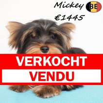 Yorkshire Terrier Mickey 251025 M(BE4001) 030426 verkocht - vendu.jpg
