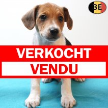 Belgische Fox 220126 M(BE5954) 290326 verkocht - vendu.jpg