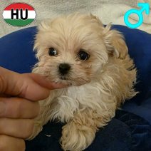 Maltipoo pup (HU) beschikbaar begin mei 2026.....jpg