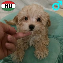 Maltipoo pup (HU) beschikbaar begin mei 2026...jpg