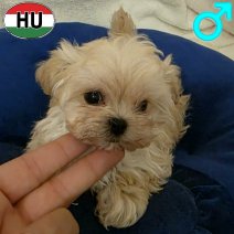 Maltipoo pup (HU) beschikbaar begin mei 2026..jpg