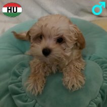Maltipoo pup (HU) beschikbaar mei 2026.jpg