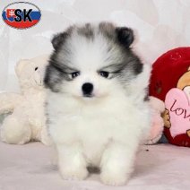 Dwergkees (SK) Beschikbaar 100526(1).jpg