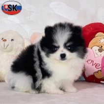 Dwergkees (SK) Beschikbaar 100526(2).jpg