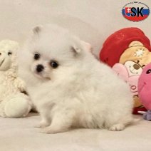 Dwergkees (SK) Beschikbaar 100526(3).jpg