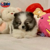 Dwergkees (SK) Beschikbaar 100526(4).jpg