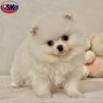 Dwergkees (SK) Beschikbaar 100526(5).jpg