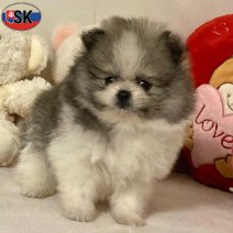 Dwergkees (SK) Beschikbaar 100526(6).jpg