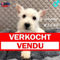 West Highland White Terrier Woody 271025 M(SK0954) 180326 verkocht - vendu.jpg