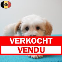 Havanezer 020226 M(BE4264) 010426 verkocht - vendu.jpg