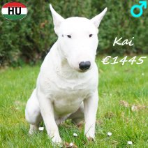 Mini Bull Terrier Kai 010925 M(HU7251) 060426.jpg