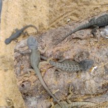 baardagame witblitz 040426 1.jpeg.jpg