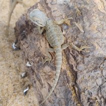 baardagame witblitz 040426 2.jpeg.jpg