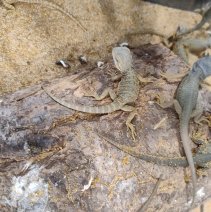 baardagame witblitz 040426 3.jpeg.jpg