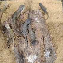 baardagame witblitz 040426 4.jpeg.jpg