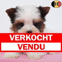 Biewer Yorkshire 180126 F(BE6096) 010426 verkocht - vendu.jpg