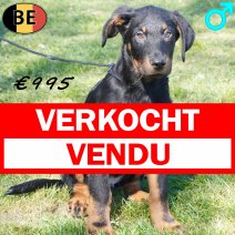 Beauceron 111225 M(BE1525) 180326 verkocht - vendu .jpg