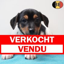 Jack Russell 280126 M(BE5969) 250326 verkocht - vendu.jpg