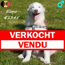 Australische Herder Elmo 161125 M(BE2082) 230326 verkocht - vendu.jpg