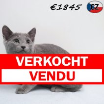 Blauwe Rus 191125 M(CZ9121) 180326 verkocht - vendu.jpg