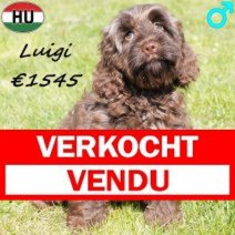 Cockapoo Luigi 081125 M(BE8723) 230326 Verkocht - Vendu.jpg