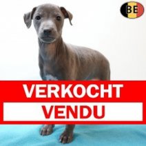 Italiaanse Windhond 140126 M(BE2348) 110326 Verkocht - Vendu.jpg