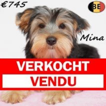 Yorkshire Terrier Mina 141225 F(BE4224) 030426 Verkocht - Vendu.jpg
