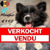 Keesje Macho 171025 M(BE1912) 030426 Verkocht - Vendu.jpg