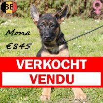 Duitse Herder 281225 F(BE6026) 210326 Verkocht - Vendu.jpg
