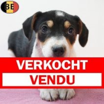 Belgische Fox 220126 F(BE5937) 290326 Verkocht - Vendu.jpg