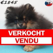 Keesje 111125 M(CZ5835) 180326 Verkocht - Vendu.jpg