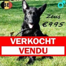 Duitse Herder Zeus 021125 M(BE6839) 250226 Verkocht - Vendu.jpg